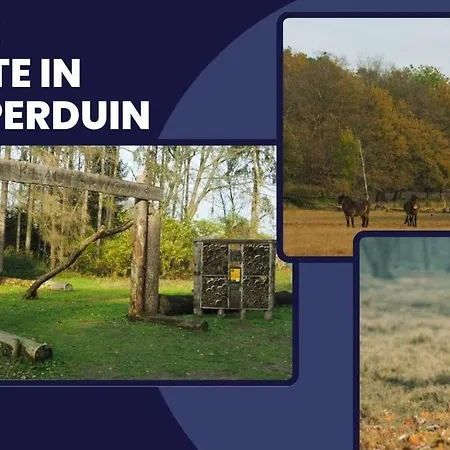 Stylish Near Gouden Ham Wifi Ac